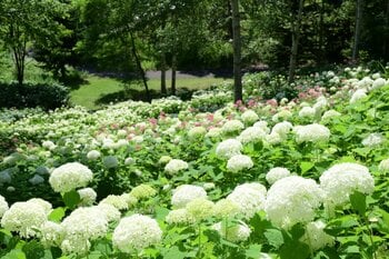 【爽やかな純白のアジサイ！】丘一面のアナベルが見頃！（国営滝野すずらん丘陵公園）