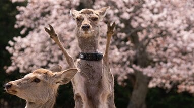 前世が人すぎる”鹿の「思った以上にパリピ」な奇跡の1枚が話題！桜の前