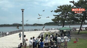 【独自】空から急降下するトビBBQ客の食べ物“強襲”　カラスは潮干狩り中にの砂浜で“荷物物色”