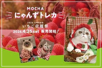 累計11万セット突破！猫カフェMOCHA「にゃんずトレカ」新作は”いちご収穫祭”。4月25日より全36店舗で販売開始