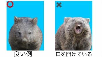 かわいすぎる“証明写真” ずんぐりウォンバットの『口を開けている』『近い』などのNG写真に「センスある」との声【激かわアニマル奇跡の瞬間】