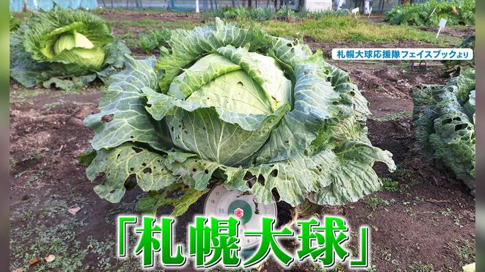 （セール）開催中 人気ブランドも続々プライス 話題】さだまさし抱える“超巨大キャベツ”の大きさに驚きの声 野菜