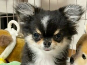 犬生1周目！？お菓子の食べ方が分からないチワワの“ある行動”に反響！戯れているようなおちゃめな様子に「たまらん」「動きが可愛すぎる」【激かわアニマル奇跡の瞬間】