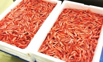 【新潟県上越市】「海の甘さ」と「まちの甘さ」が一堂に名立産甘えび×上越地域8店舗の和菓子「「甘い誘惑！甘うまフェア」開催