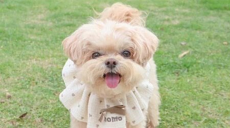 赤ちゃんに“なでてアピール”するワンコのサービス精神旺盛な姿にSNS悶絶！心を許してキュートに寝転ぶ一部始終に「いとおしさ満点！」【激かわキッズ＆アニマル奇跡の瞬間】