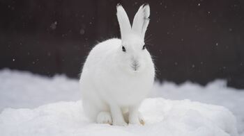 KKday、札幌市円山動物園の入園券Web販売を開始。道内最古の人気動物園でDXによるインバウンド対応と混雑緩和を推進