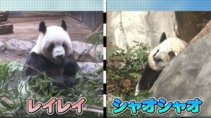 【動揺】返還発表の双子パンダ・シャオシャオとレイレイに大行列…50年ぶり国内飼育ゼロに　再びパンダが来る日は？