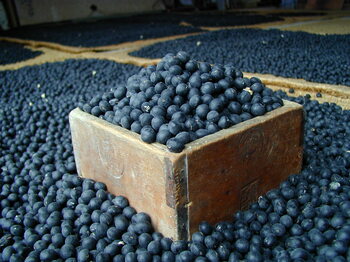 丹波篠山市発祥「丹波黒」の出荷が最盛期を迎えています！