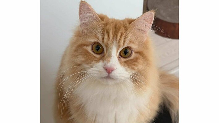 「天才やん」猫がマジックに“成功”した姿に大反響！“猫生1周目”のような反応や失敗も？チャレンジ後の行動にも注目【激かわアニマル奇跡の瞬間】