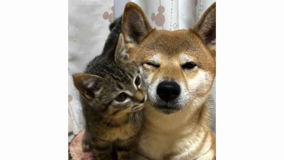 柴犬が好きすぎる子猫が話題！全身にくまなく甘がみやキスなど“激しい