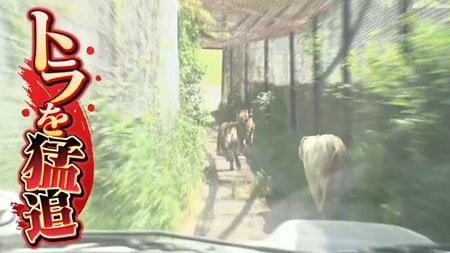 トラをジープで猛追…開園準備がワイルドすぎる動物園！あえてマニュアル車を使ってエンジンを吹かす深いワケ『ウラマヨ！』