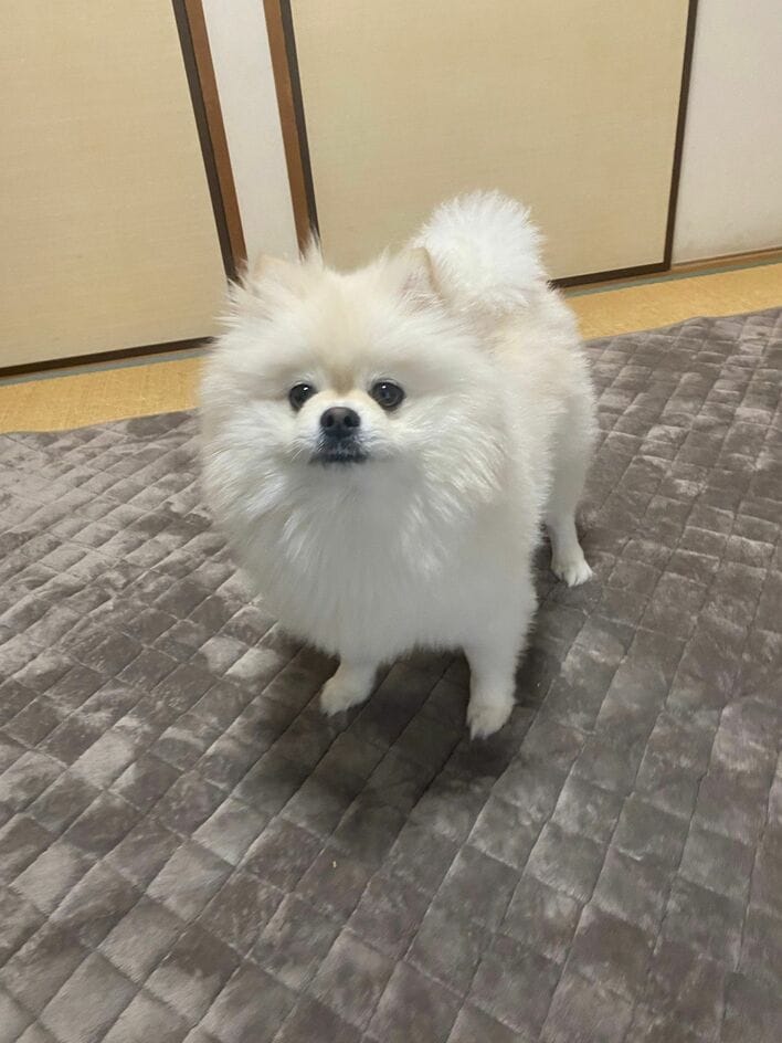 嫉妬してるの？視線が気になる…3歳の甘えん坊なポメラニアンの“ガン見