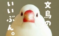 文鳥にモテたい人必見！可愛い写真とともに文鳥のヒミツを解説！『文鳥のいいぶん。』が全国の書店で発売