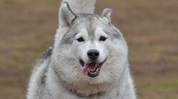 「何じゃその体勢w」“どすこいハスキー”にSNS驚愕！相手のワンコに向かって笑顔でポーズを決める姿に「強そう笑」と反響【激かわアニマル奇跡の瞬間】