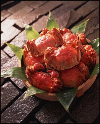 秋の味覚「上海蟹」が今年も登場！期間限定「上海蟹フェア」開催
