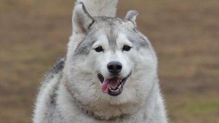 「何じゃその体勢w」“どすこいハスキー”にSNS驚愕！相手のワンコに向かって笑顔でポーズを決める姿に「強そう笑」と反響【激かわアニマル奇跡の瞬間】