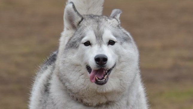 「何じゃその体勢w」“どすこいハスキー”にSNS驚愕！相手のワンコに向かって笑顔でポーズを決める姿に「強そう笑」と反響【激かわアニマル奇跡の瞬間】