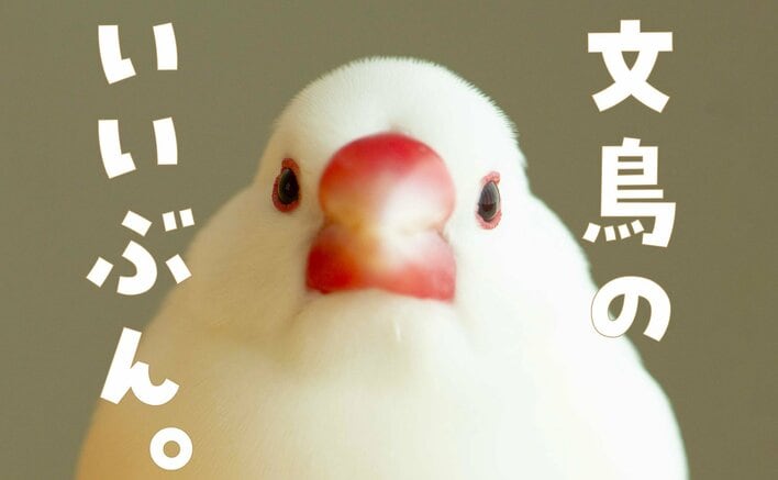 文鳥にモテたい人必見！可愛い写真とともに文鳥のヒミツを解説！『文鳥のいいぶん。』が全国の書店で発売
