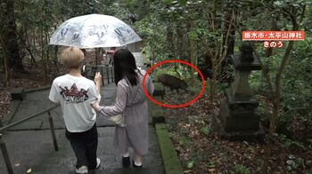 「人慣れ」してる？ 栃木の“あじさい坂”で野生のイノシシの目撃相次ぐ…目の前を横切る場面も