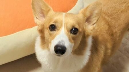 コーギーの爆睡ショットがあの人気キャラに激似！？クッションを愛しすぎた姿に「本当にいるのね！」【激かわアニマル奇跡の瞬間 年末スペシャル コーギーDAY】