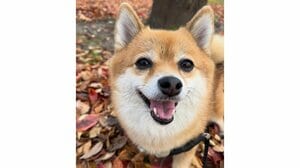 “かわいさで引き留める”ポメ柴に反響！仕事に行く飼い主に向けて耳を器用に動かしアピールする様子に「ずっと見てて遅刻しそう」【激かわアニマル奇跡の瞬間】