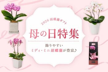 【2026母の日ギフト】飾りやすいミディ・ミニ胡蝶蘭を豊富に販売！｜胡蝶蘭専門サイトフラワースミスギフト