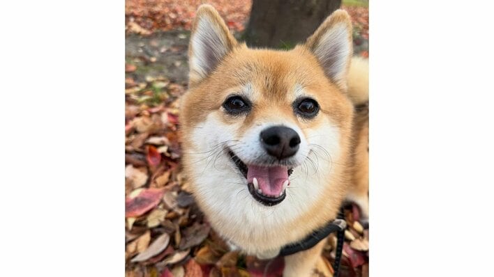 “かわいさで引き留める”ポメ柴に反響！仕事に行く飼い主に向けて耳を器用に動かしアピールする様子に「ずっと見てて遅刻しそう」【激かわアニマル奇跡の瞬間】