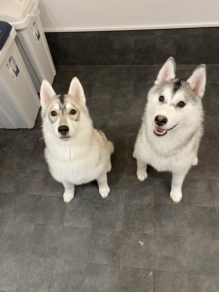 【画像20枚】「シンクロナイズドスイーヌ」思わず飼い主も笑った奇跡のシンクロを披露した仲良しハスキーの写真を見る