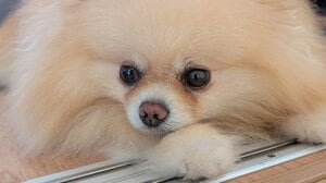 扉の隙間からギョロッ！『シャイニング』すぎる恐怖のポメラニアンが「目がキマってる」「シャイニングポメぇ」と話題【激かわアニマル奇跡の瞬間 年末スペシャル ポメラニアンDAY】