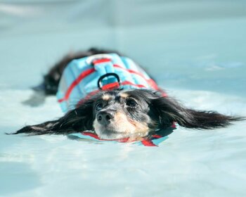 【大阪】愛犬専用“サポート付きドッグプール”を今年も開催
