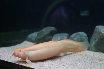 前代未聞の巨大ドジョウ！？比べて分かるドジョウ展スタート！