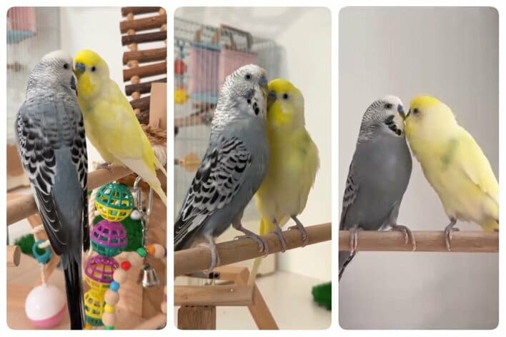 中に人が入ってる」インコがインコにささやく“愛の言葉”が「まるで