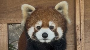 「お上品やね」レッサーパンダの“美しすぎる立ち姿”が反響！姿勢をキープしたままリンゴを味わう様子に「内股っぽくてかわいい」【激かわアニマル奇跡の瞬間】