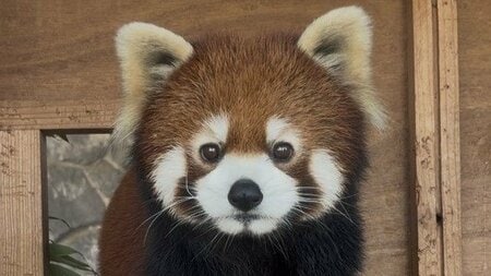 「お上品やね」レッサーパンダの“美しすぎる立ち姿”が反響！姿勢をキープしたままリンゴを味わう様子に「内股っぽくてかわいい」【激かわアニマル奇跡の瞬間】