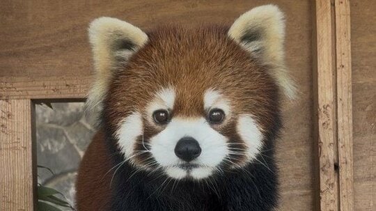 「お上品やね」レッサーパンダの“美しすぎる立ち姿”が反響！姿勢をキープしたままリンゴを味わう様子に「内股っぽくてかわいい」【激かわアニマル奇跡の瞬間】