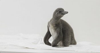 【DMMかりゆし水族館】フンボルトペンギンの赤ちゃん「いちご」が待望のデビュー！