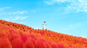 【秋を満喫】“秋色に染まる天空のお花畑”と幻想的な夜を楽しむ！びわこ箱館山で中秋の名月・ハロウィンパフェ・ランタンイベントを多数開催