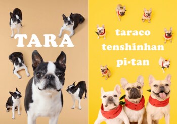 100平方メートル 超のドッグランとプロ撮影で“うちの子の物語”を残す - PEAK ONE第3回は10月開催