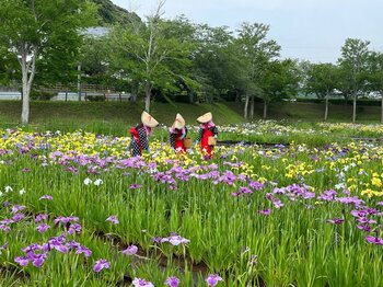 千葉県内有数の規模！約1万5千株が初夏を彩る「袖ケ浦公園 花菖蒲まつり」を6月12日(金)より開催