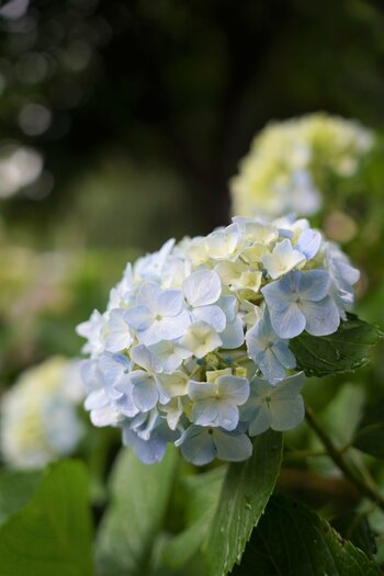 【埼玉県狭山市】新狭山・中原公園で今年も開催！6月14日（日曜日）は「あじさい祭り並びに国際交流の集い」