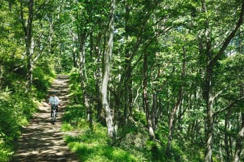 【星のや富士】富士山麓の大自然と鍼灸指圧マッサージで心身を調える「森のウェルネスひとり旅」を開催