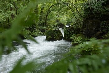 奥入瀬渓流全体が「天然の自然博物館」に！9月7日より交通規制＆体験イベントを開催