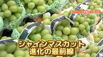 【注目】今が旬「シャインマスカット」進化の最前線 “次世代型品種”に“ワンコイン”も！ 