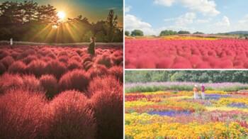 【広島／世羅】秋色コキア　コキアとコスモスの丘　9月20日OPEN《Flower village 花夢の里》