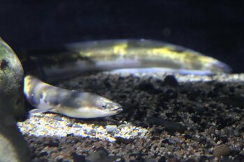 まるでバナナ!?黄色のまだら模様が美しいニホンウナギを四国水族館で展示中