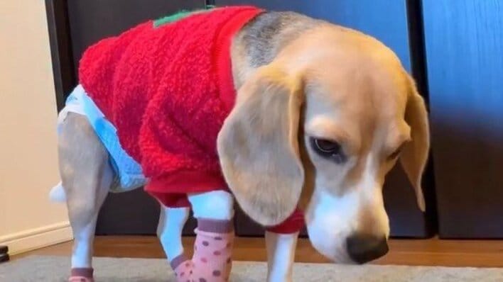 【画像26枚】“体操選手”のような動きを見せるわんこが話題！初めて靴下に見せたまさかのリアクションを見る