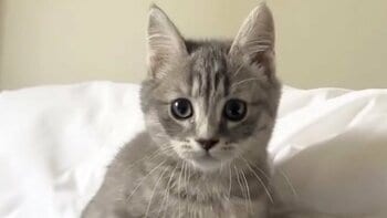 遅刻もやむなし！？毎朝 ふとんに潜り込んでくる子猫の姿に「よし！仕事休もう」「かわいいには勝てない」と大反響【激かわアニマル奇跡の瞬間】