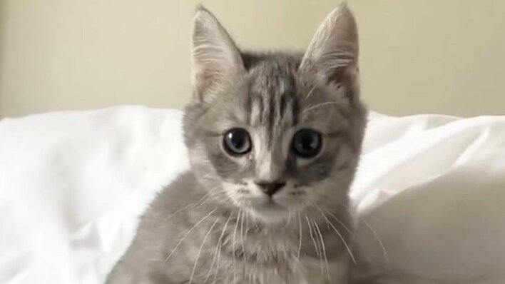 遅刻もやむなし！？毎朝 ふとんに潜り込んでくる子猫の姿に「よし！仕事休もう」「かわいいには勝てない」と大反響【激かわアニマル奇跡の瞬間】<br />