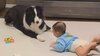 「何度見ても笑える」ドタバタ大慌て！生後7カ月赤ちゃんの“ある行動”に対する犬の反応が話題に「すっ転んでるのかわいすぎ」「驚き方がたまらん」【激かわアニマル＆キッズ奇跡の瞬間】