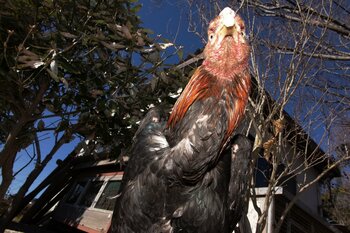 アイデムフォトギャラリー［シリウス］松井一泰　写真展「ドリームランド」 期間：2026年3月5日（木）～3月11日（水）